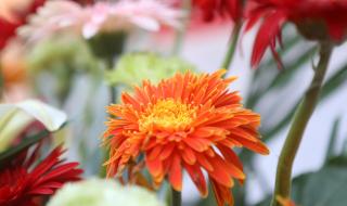 广场舞花篮的花儿香 广场舞花篮的花儿香